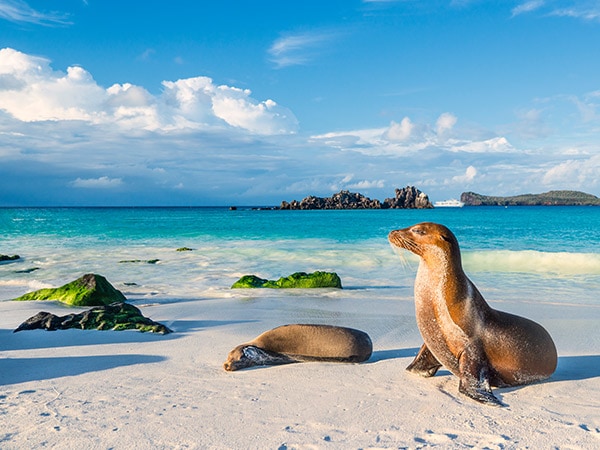 seal, Galapagos islands