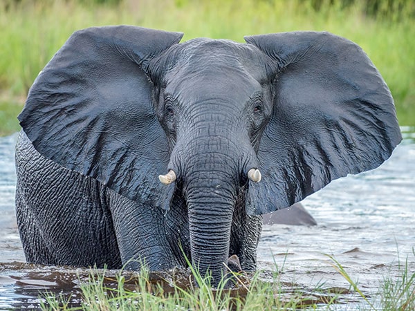 elephant in Okavango Delta, Intrepid Travel