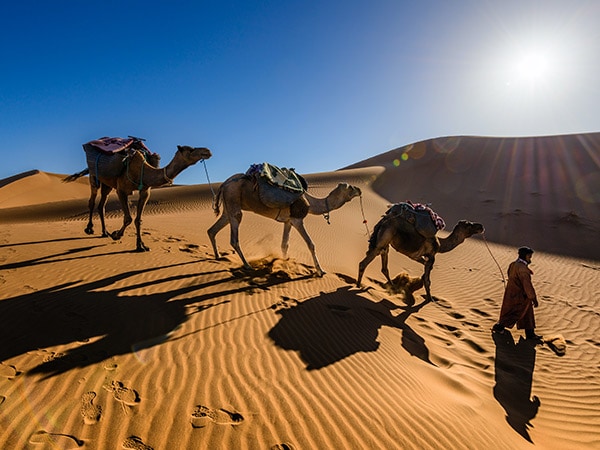 camels in the Sahara desert