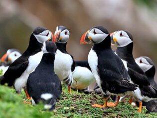puffins on the Saltee Islands best places to visit in Ireland