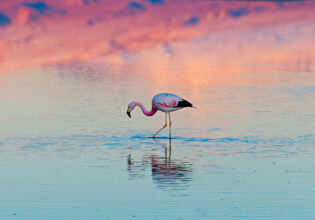 A lone flamingo stands in a salt lagoon of Atacama desert, Chile