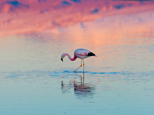 A lone flamingo stands in a salt lagoon of Atacama desert, Chile
