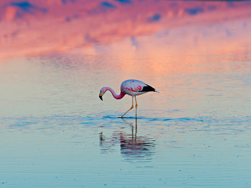 A lone flamingo stands in a salt lagoon of Atacama desert, Chile