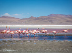 pink flamingos at the Laguna Colorada in Bolivia
