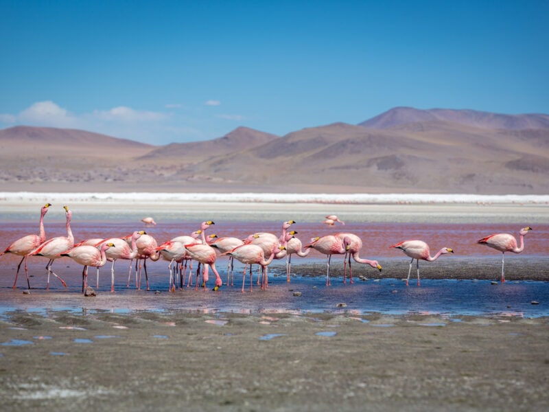 pink flamingos at the Laguna Colorada in Bolivia