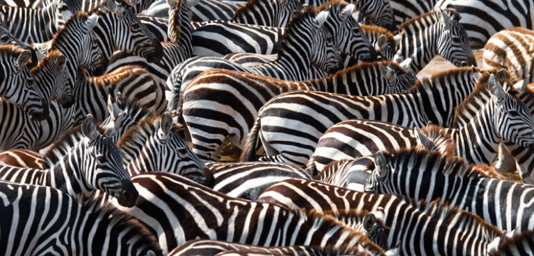 Zebras gather at a watering hole in Africa