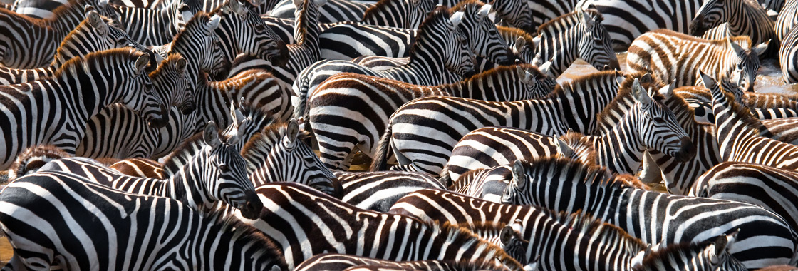 Zebras gather at a watering hole in Africa