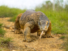 12 Epic Wildlife Wonders Around The World - International Traveller