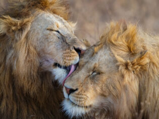 Lions grooming in Africa