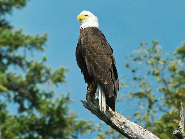 bald eagle Coastal British Columbia