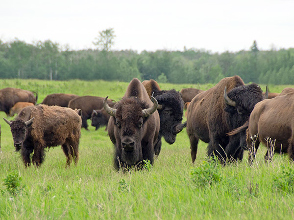 bison in Elk Island National Park, Alberta