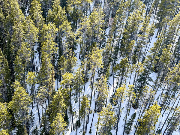 an aerial view of the snowy landscape in Canadian Rockies