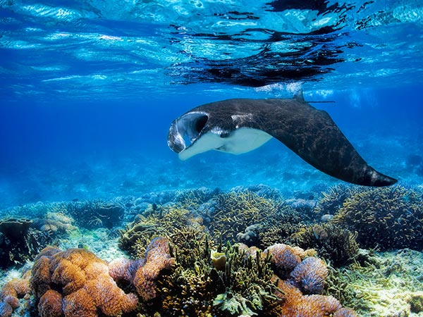 manta ray in fiji