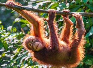 Sepilok Orangutan Rehabilitation Centre, experiences in malaysia