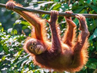 Sepilok Orangutan Rehabilitation Centre, experiences in malaysia