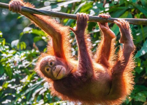 Sepilok Orangutan Rehabilitation Centre, experiences in malaysia