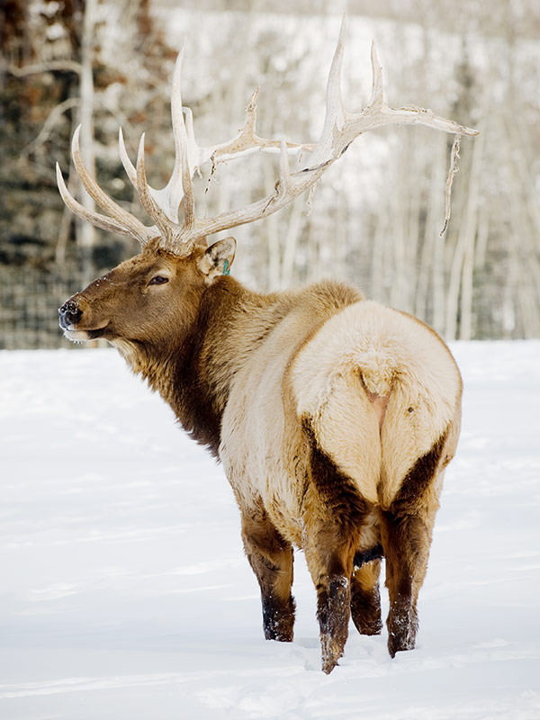 elk in Yukon Wildlife Preserve, Yukon