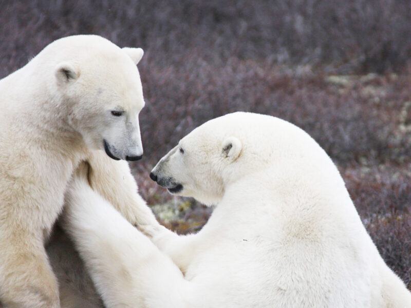 polar bears at Churchill, Manitoba canada in autumn