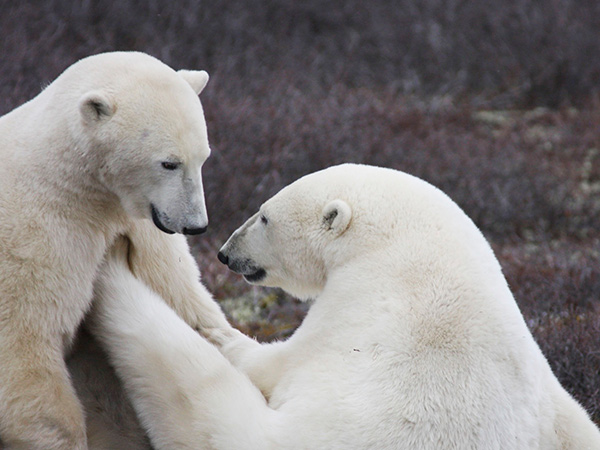 polar bears at Churchill, Manitoba