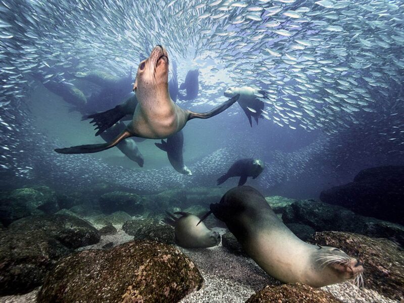 sea lion pups uncruise mexico