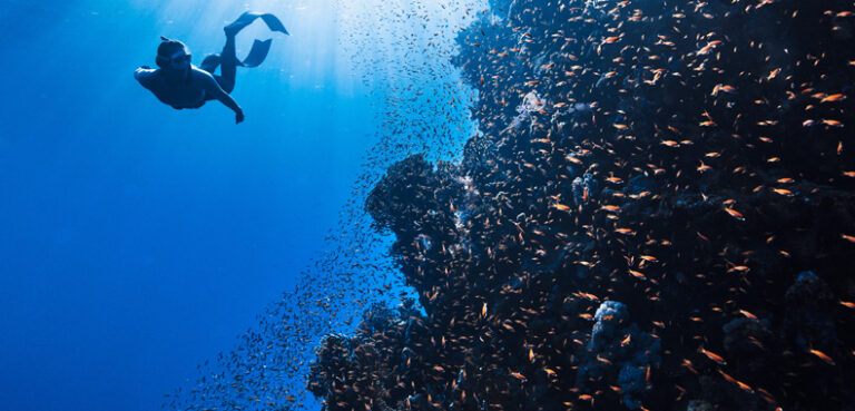 Woman snorkelling with school of fish
