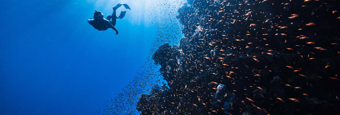 Woman snorkelling with school of fish