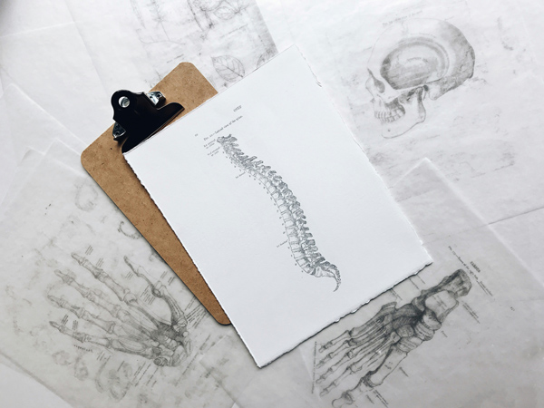 a spinal cord diagram