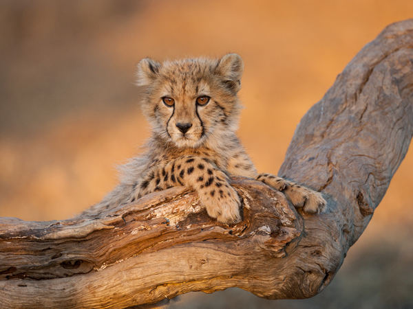 a baby cheetah resting on a tree branch