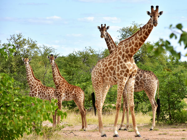 Giraffes on safari in South Africa