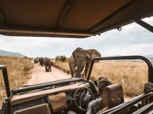 a herd of elephants at the back of a jeep safari