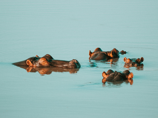 Hippos on safari in South Africa