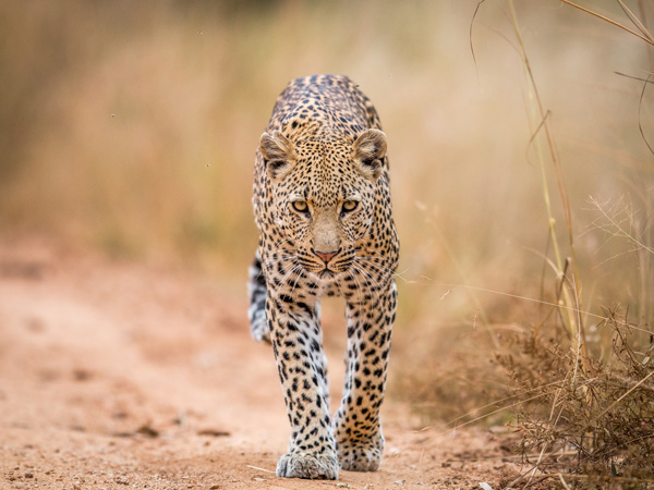 Leopard on safari in South Africa
