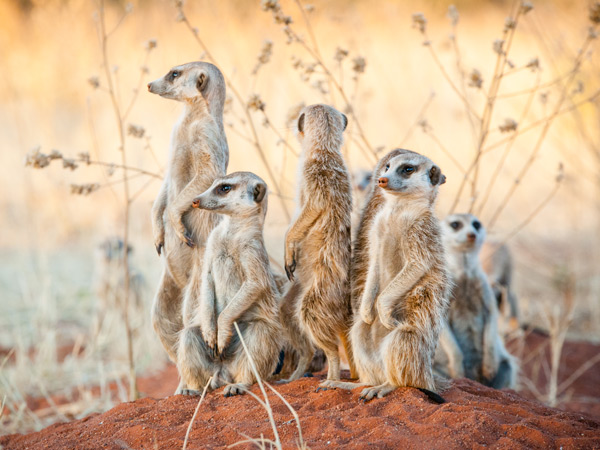 Meerkats on safari in South Africa