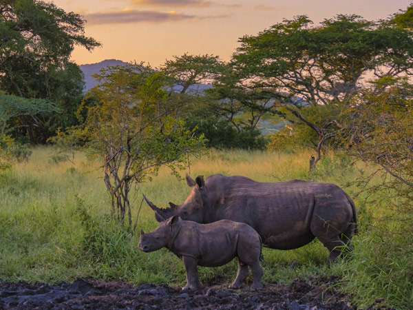 White Rhinos on safari in South Africa