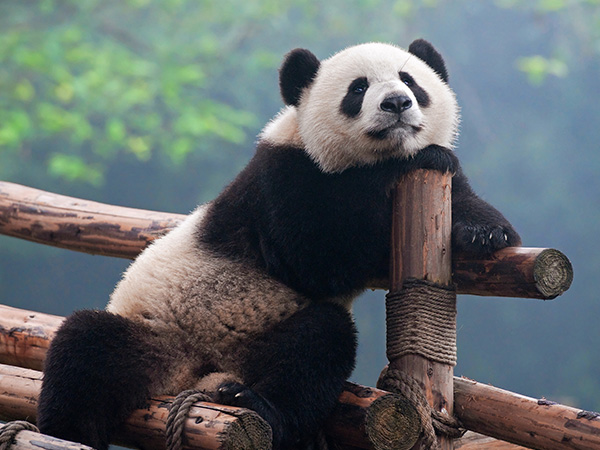 Chengdu Panda Research Centre