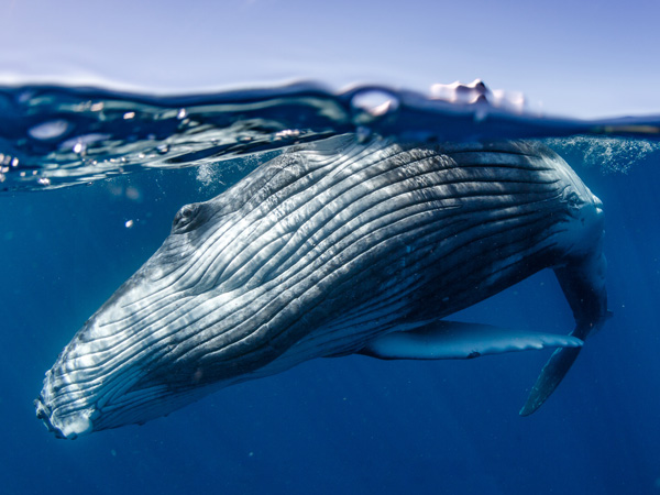 Whales in Tonga