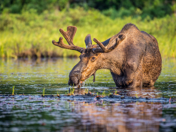 an Alaskan Moose drinking from a river