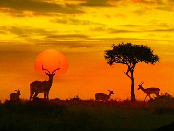 an African safari at sunset