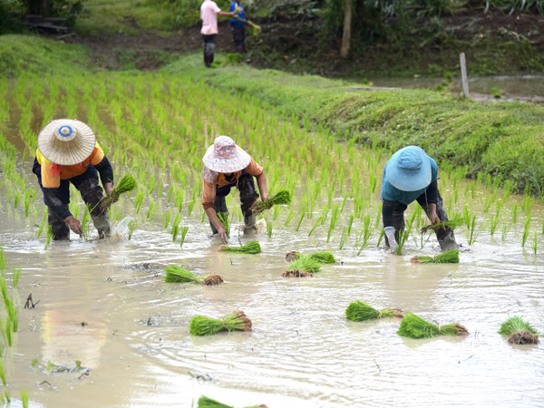 farmers planting rice at Ahsa Farm Stay