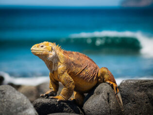 uncruise adventures, yellow iguana on Galapagos Islands