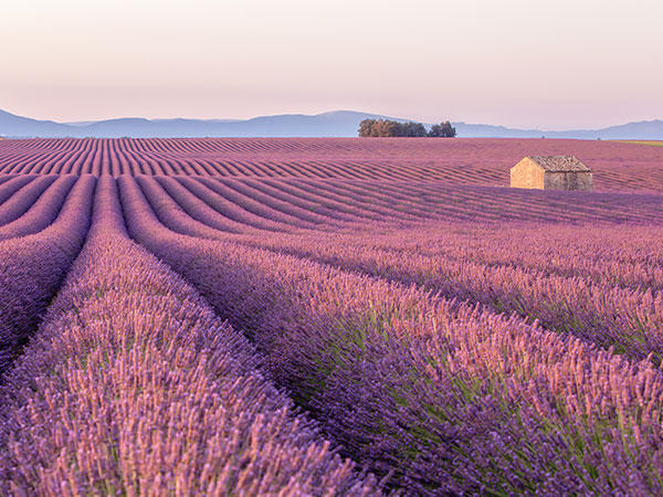 Lavender Fields Provence