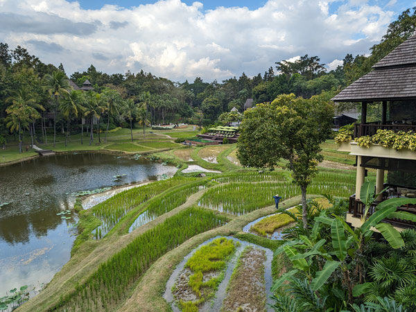 the lush greenery and rice paddies at Four Seasons Resort Chiang Mai