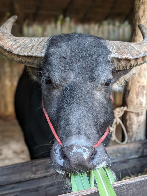 a water buffalo eating grass