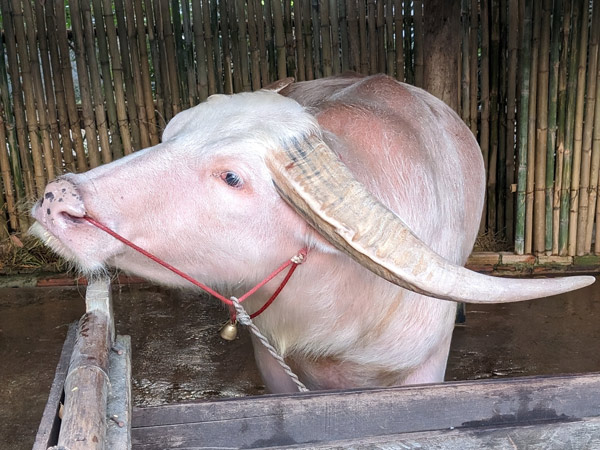 pink water buffalo in a thatched hut at Four Seasons Resort Chiang Mai