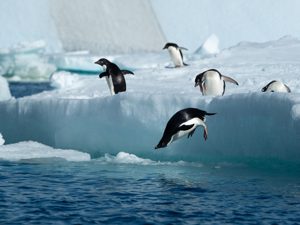 penguins playing on ice