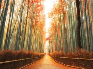 Arashiyama Bamboo Forest japan in autumn