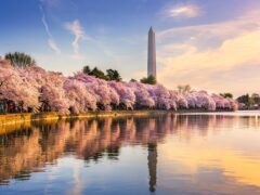 cherry blossoms in washington, dc tidal basin