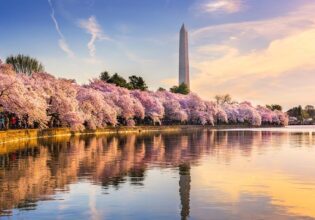 cherry blossoms in washington, dc tidal basin