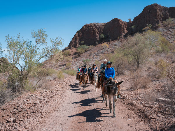 People riding mules in LaPaz, Mexico Baja