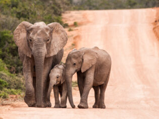 Addo elephant cows